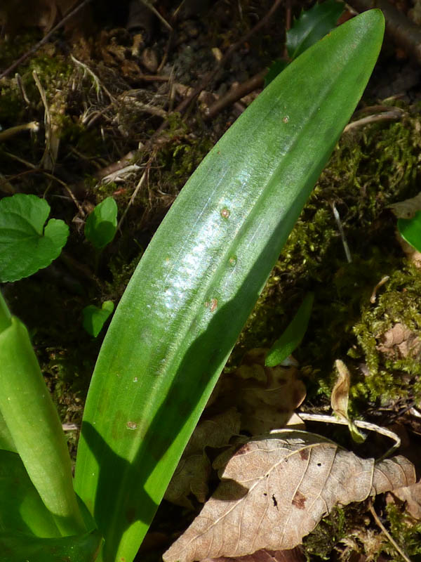 Orchis mascula 'rosea'
